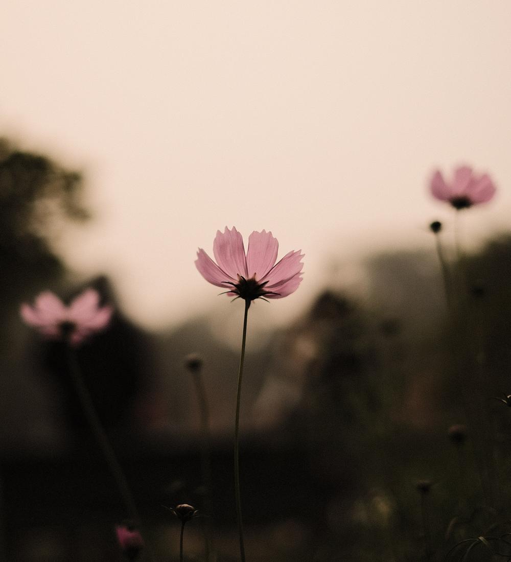 Background for A Quiet And Peaceable Life
