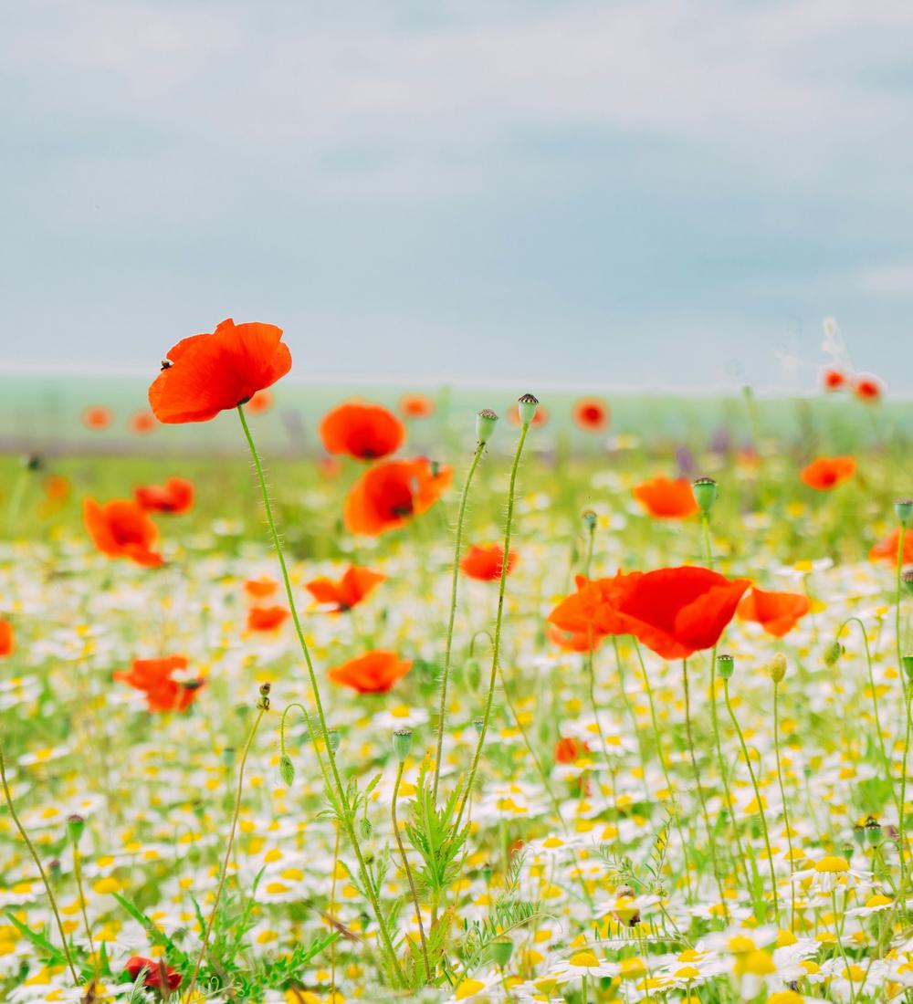 Background for Only By Grace…