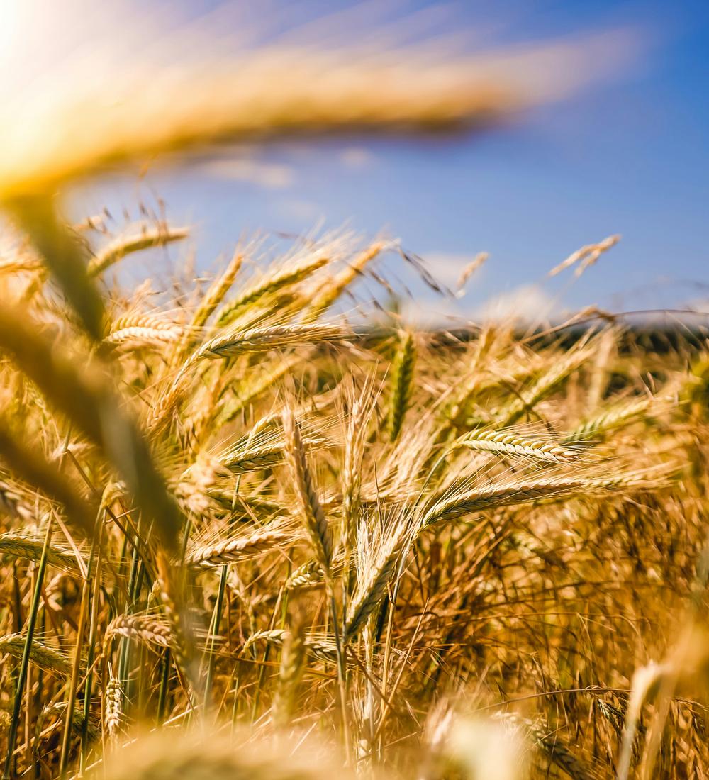 Background for Spiritual Food And Drink