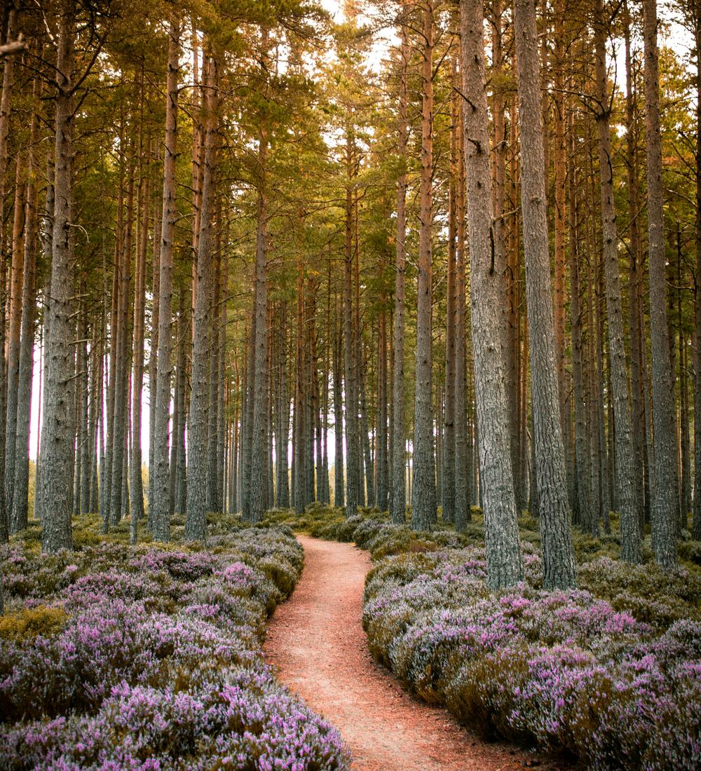 Background for Imparting Spiritual Gifts