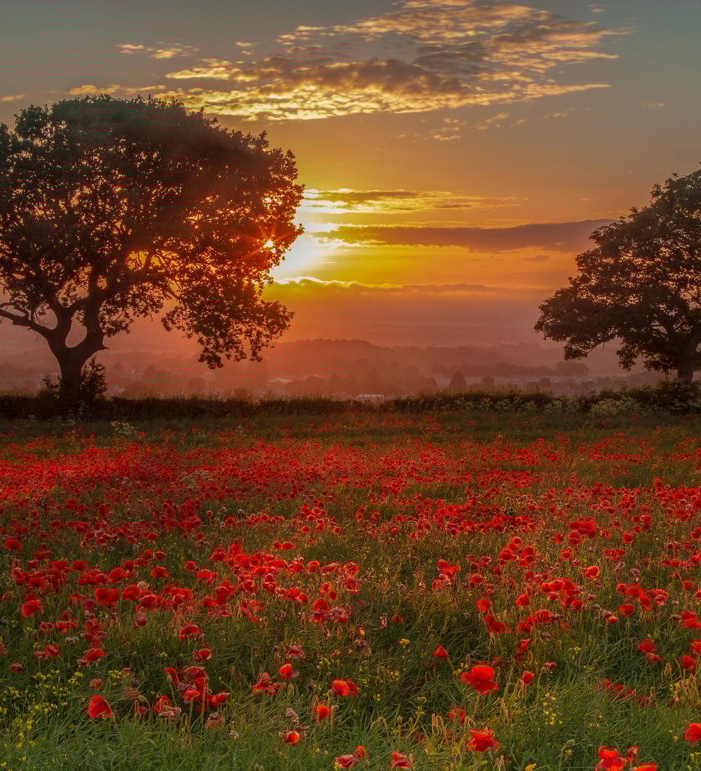 Background for The Firstfruits Of The Harvest Waved Before The Lord