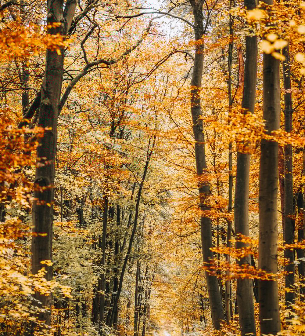 Background for Five Distinctive Changes