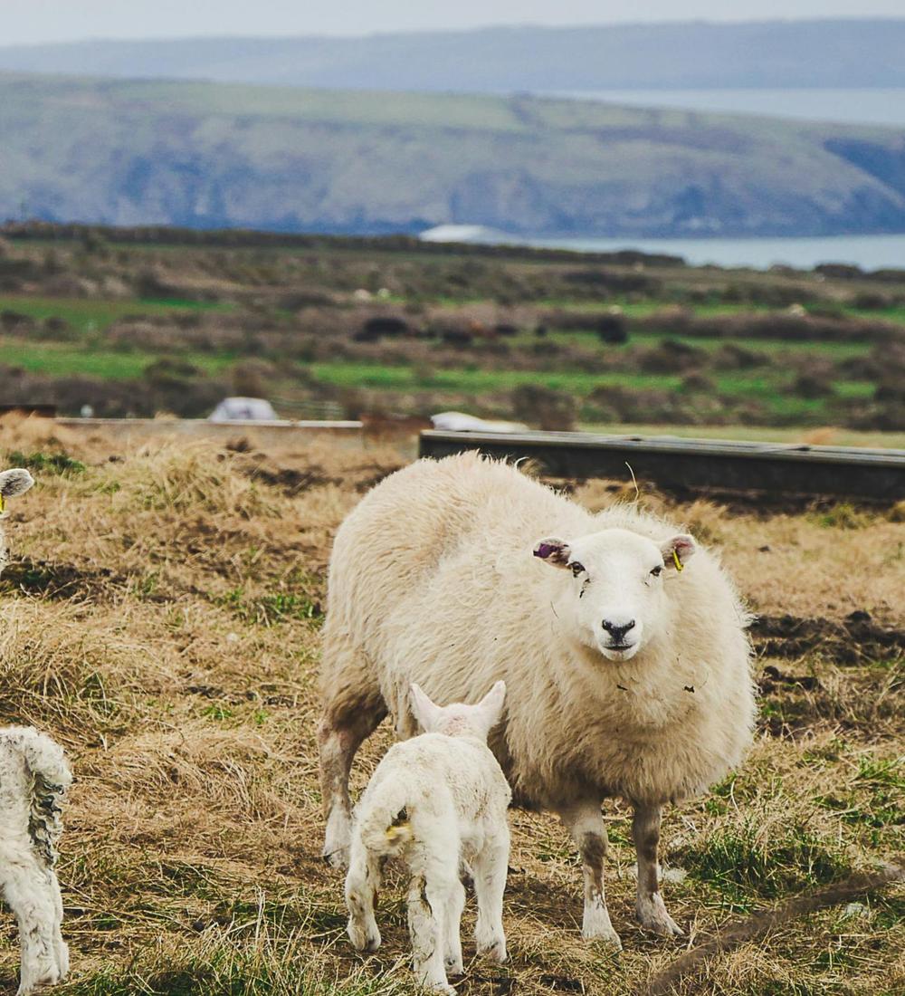 Background for 9 (9 January)