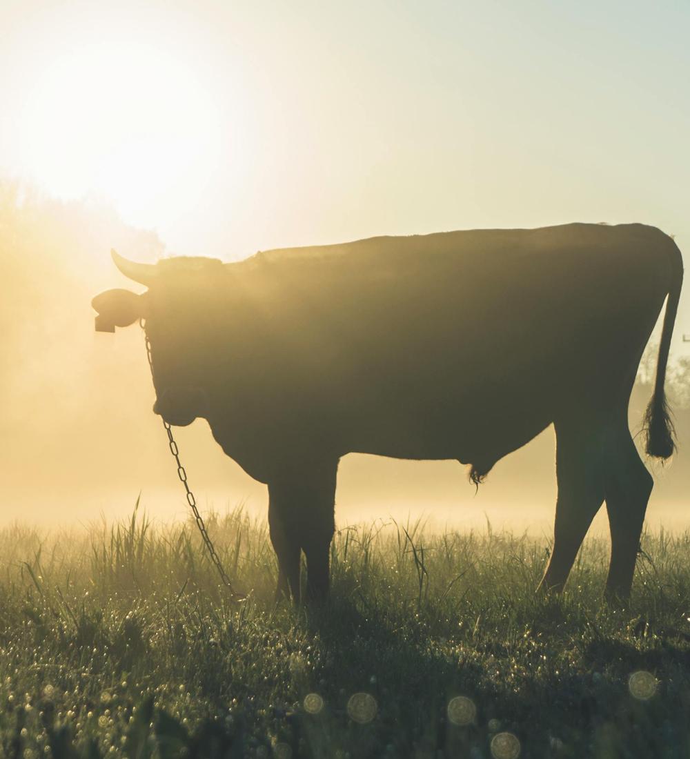 Background for 12 (12 January)