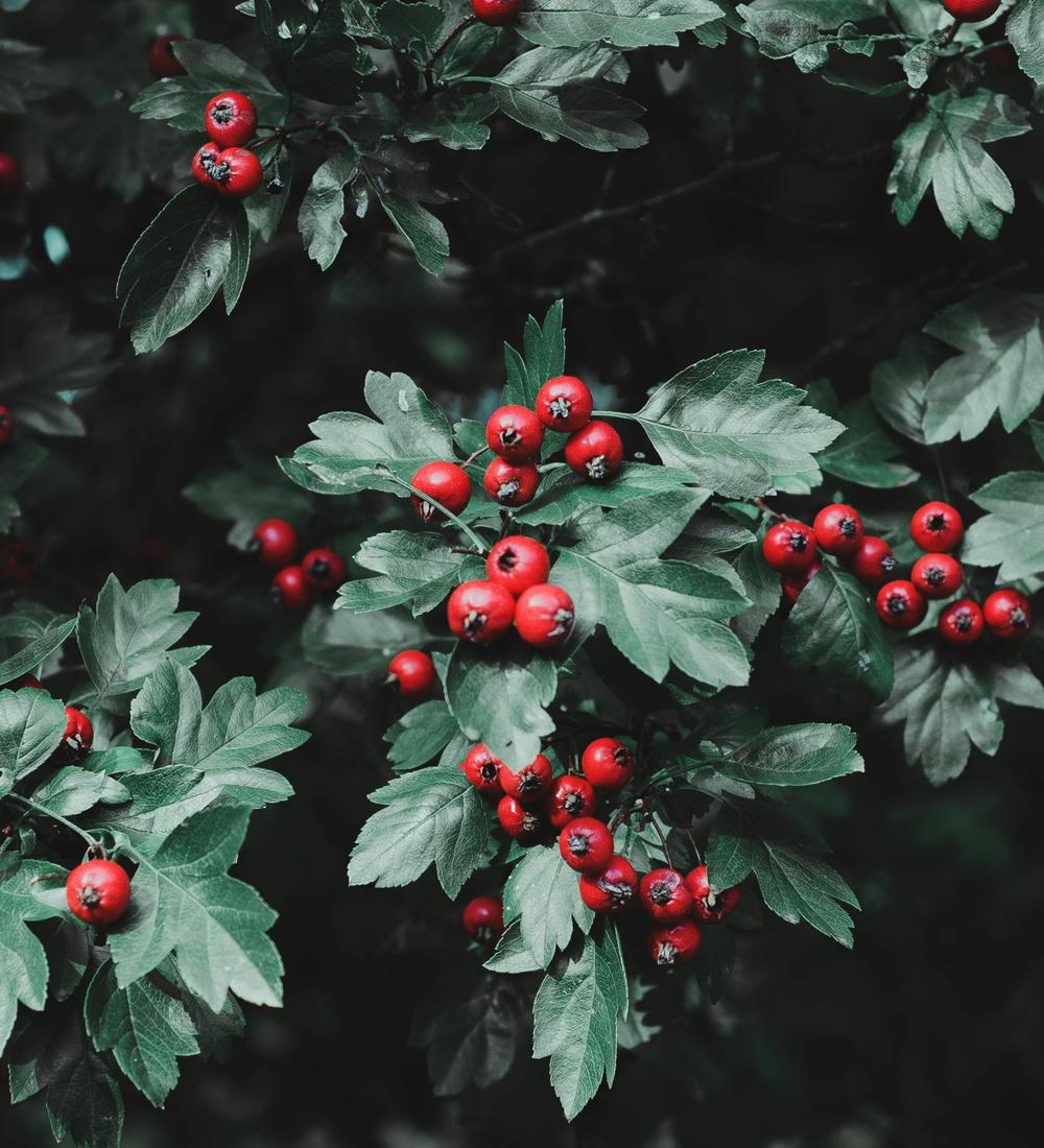 Background for 20 (20 January)