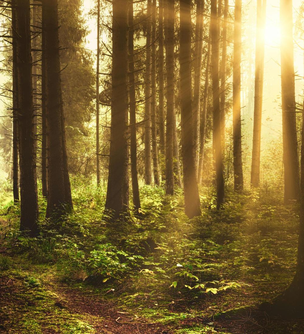 Background for 137 (17 May)