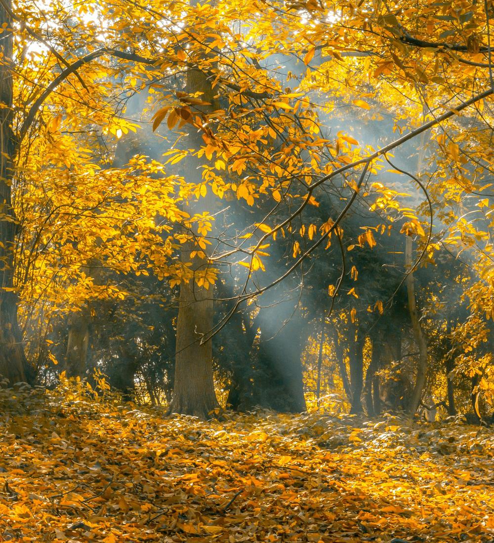 Background for 161 (10 June)