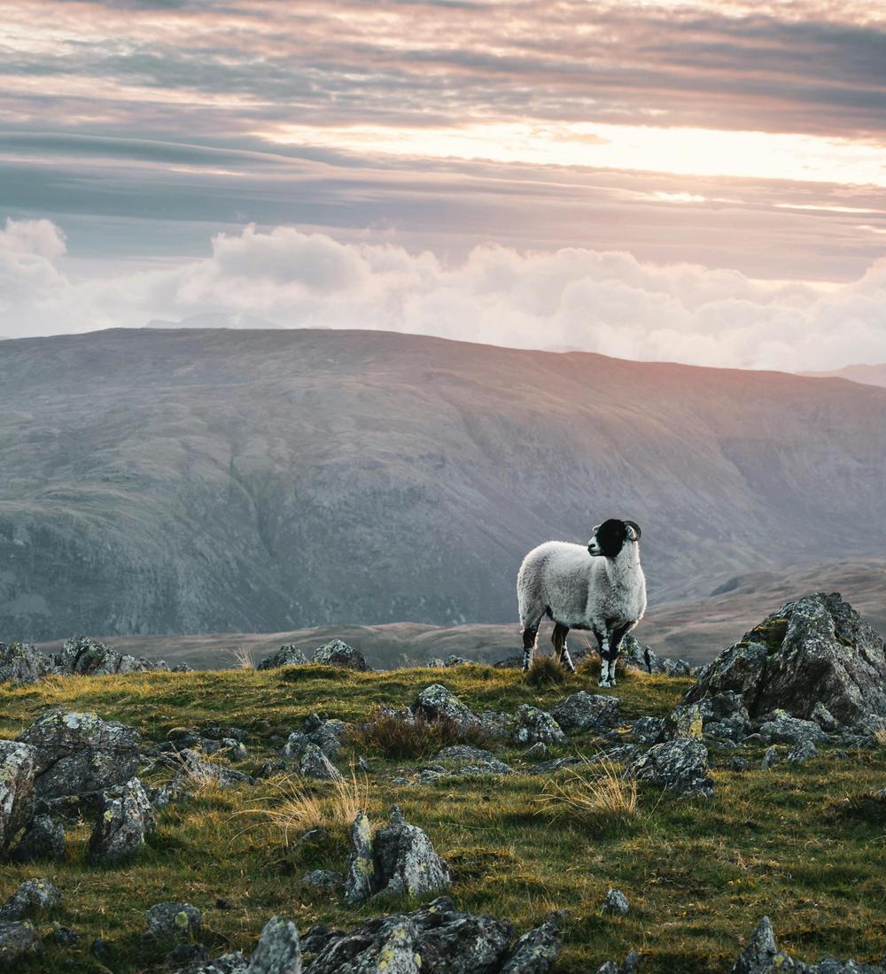 Background for 195 (14 July)