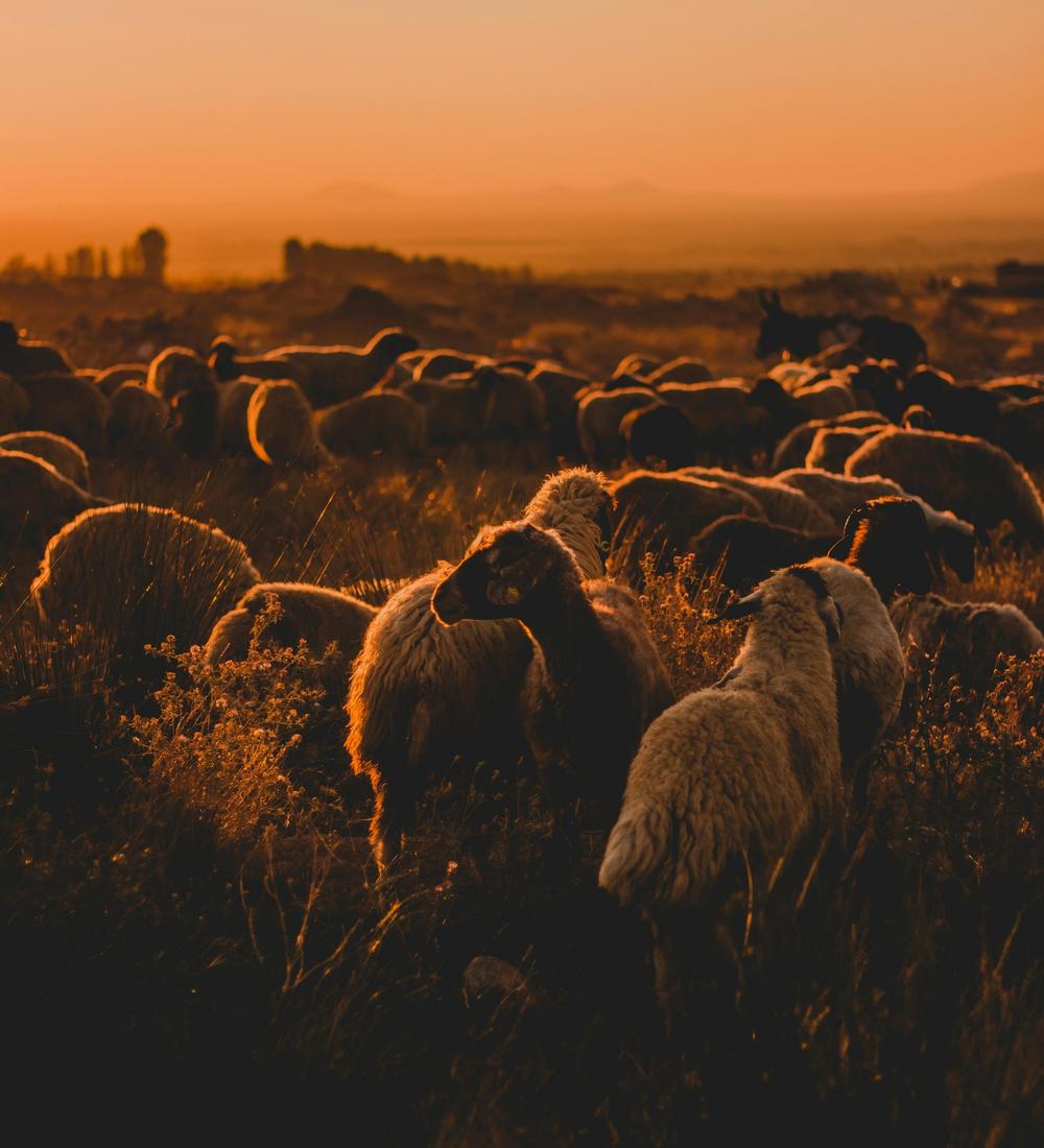 Background for 230 (18 August)