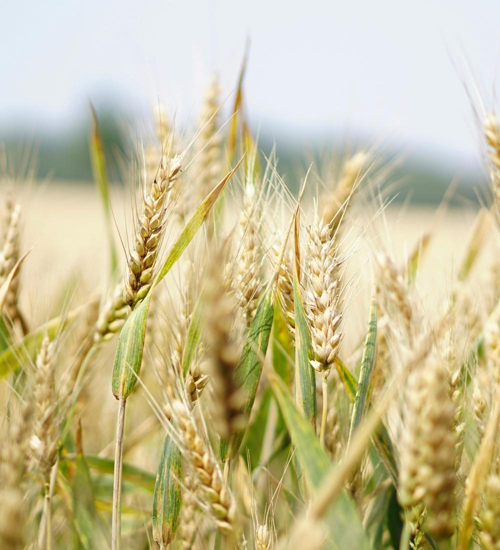 Background for 234 (22 August)