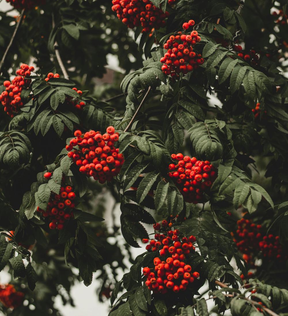 Background for 238 (26 August)