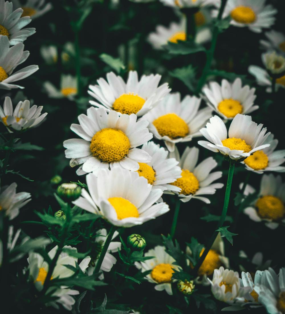 Background for 363 (29 December)