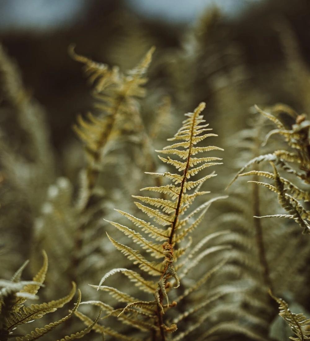 Background for The root problem of the human race