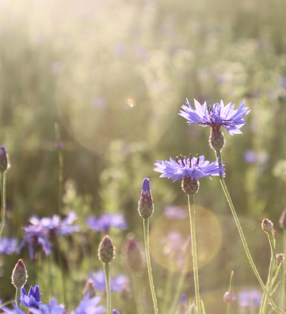 Background for The Creator of the universe wants to bless you