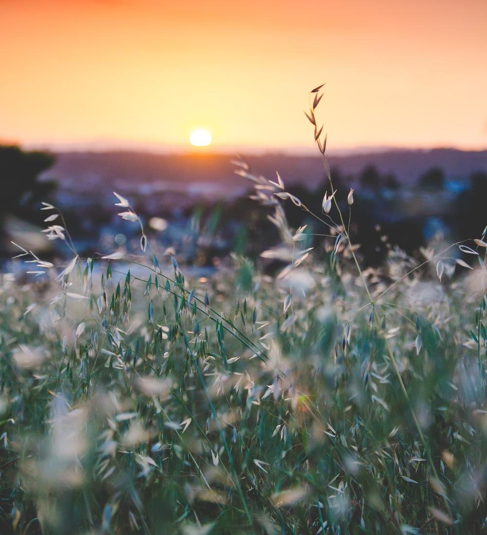 Background for Kiss The Son