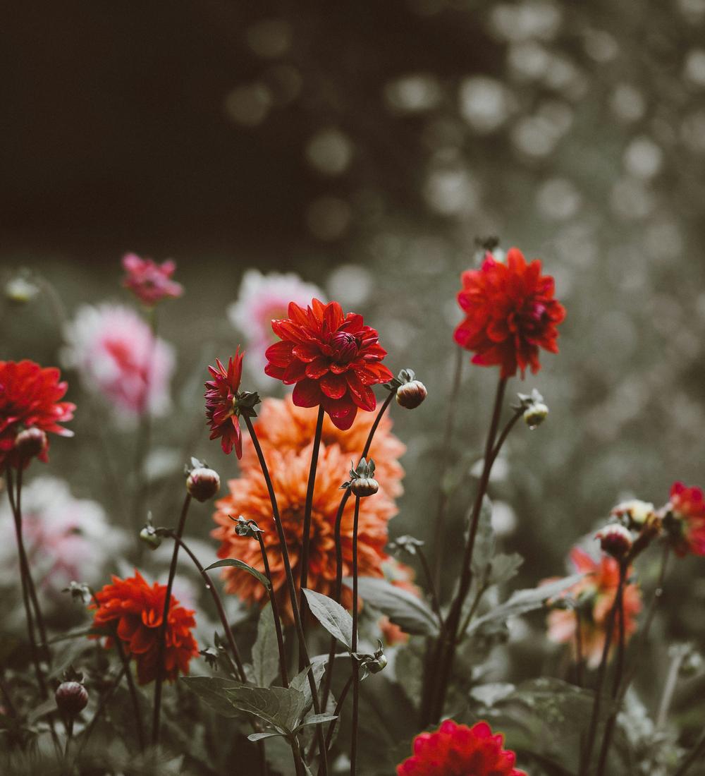 Background for God’s Medicine: Listening to His Voice