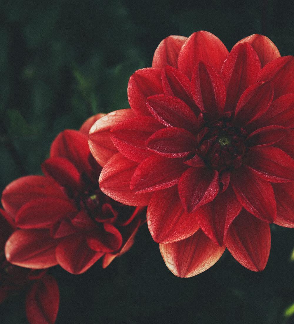Background for God’s Voice Agrees With Scripture