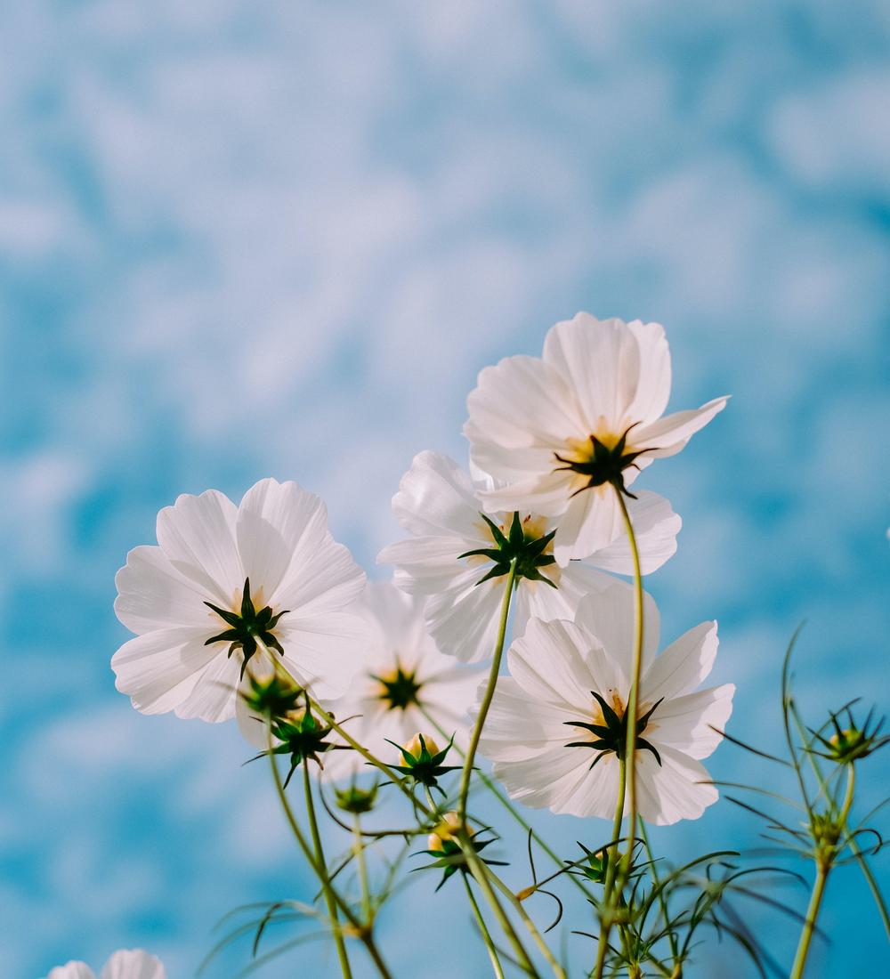 Background for Let’s Soften Our Hearts Before The Lord