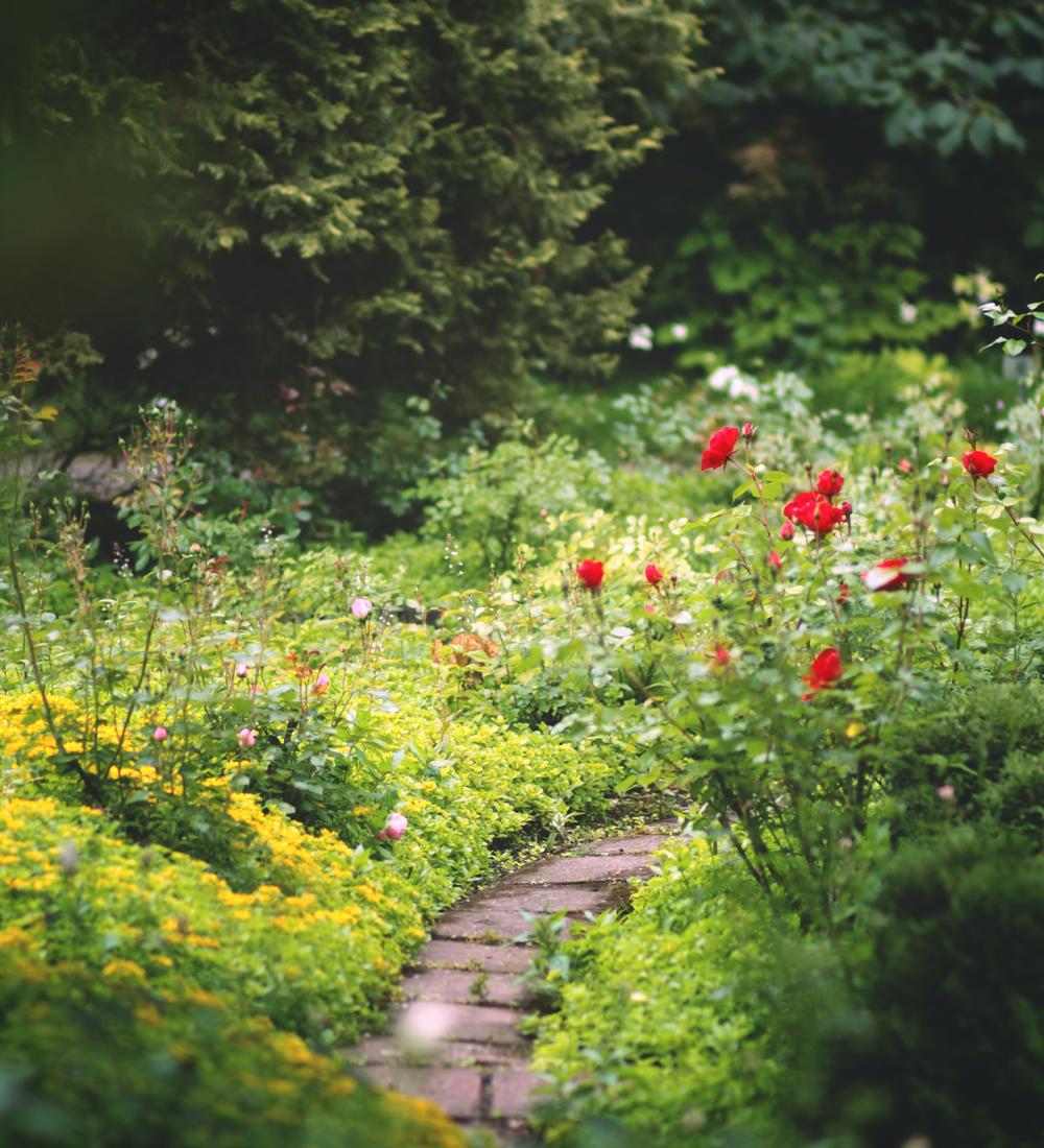 Background for The Decision To Forgive