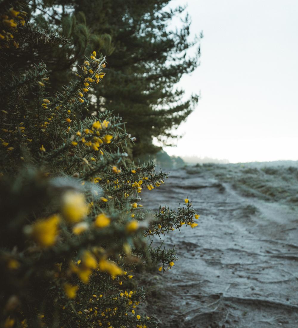Background for The Way to Become a Child of God