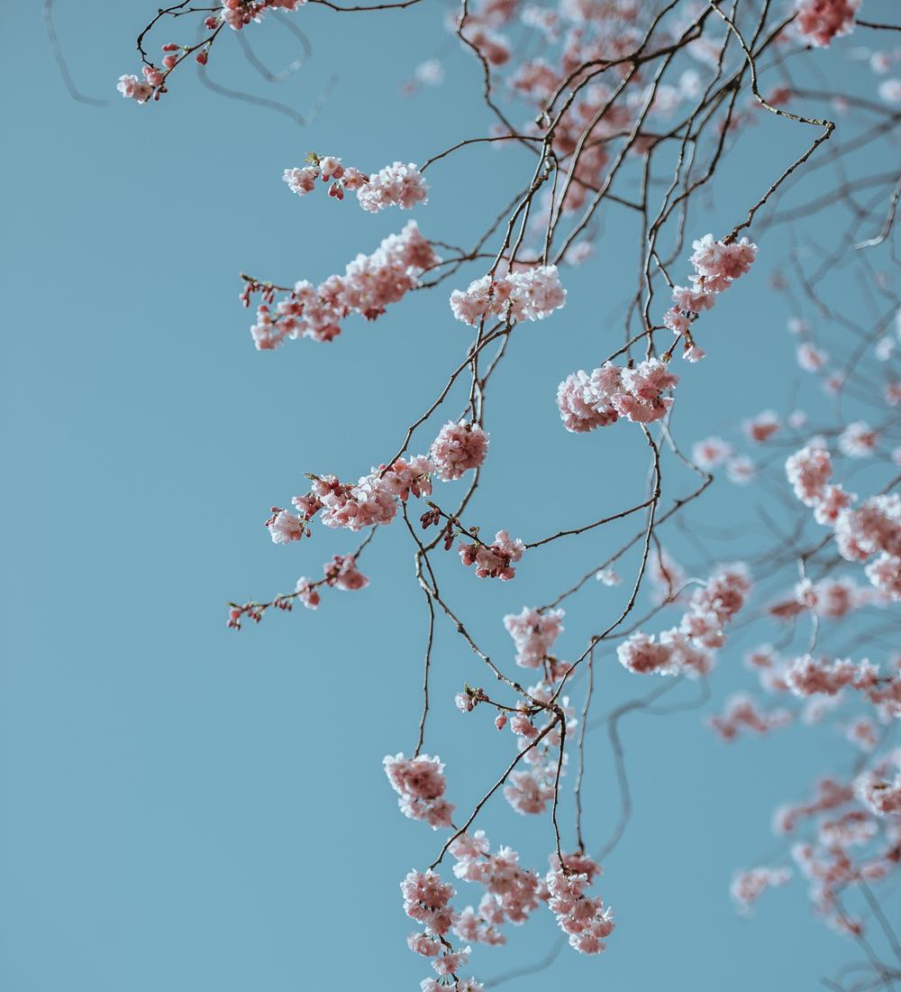 Background for Time To Mature