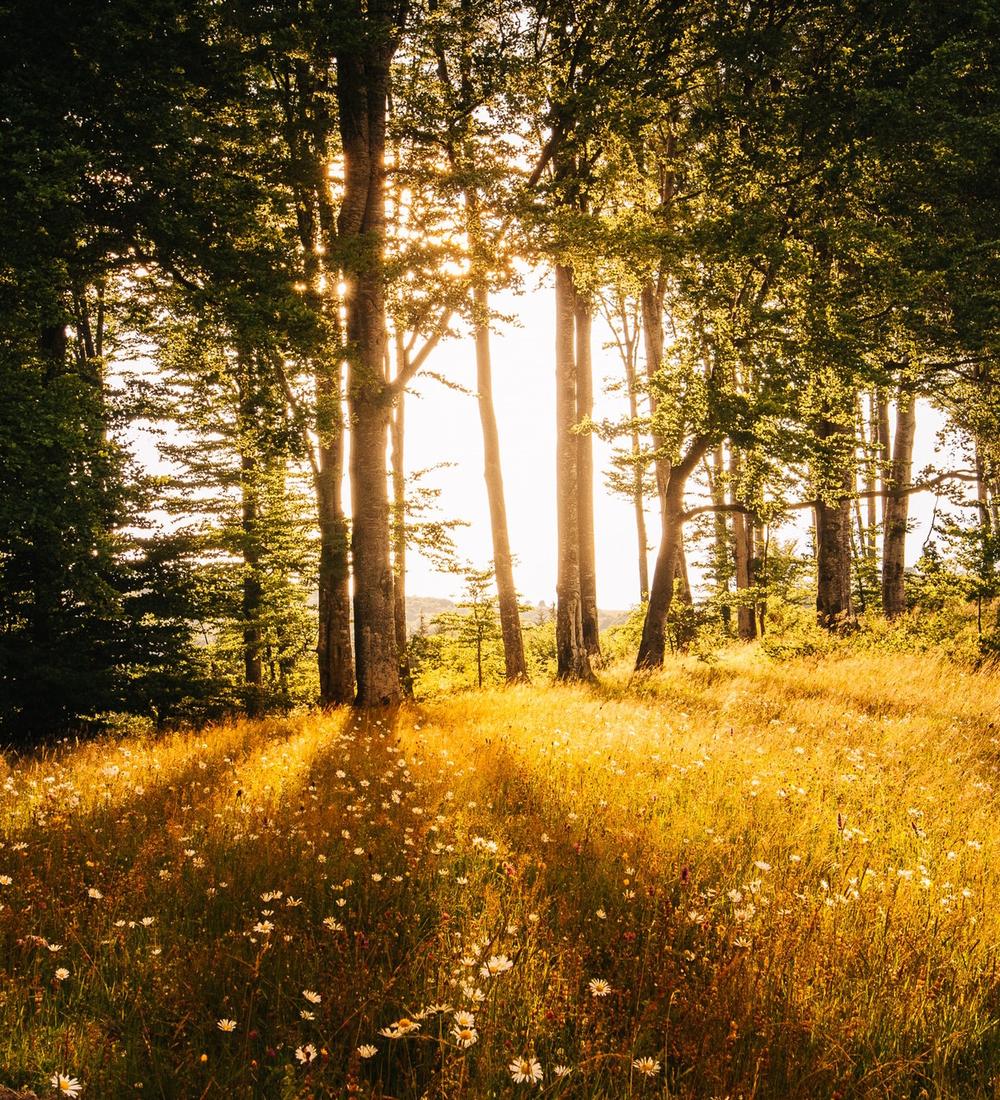 Background for The Beloved One