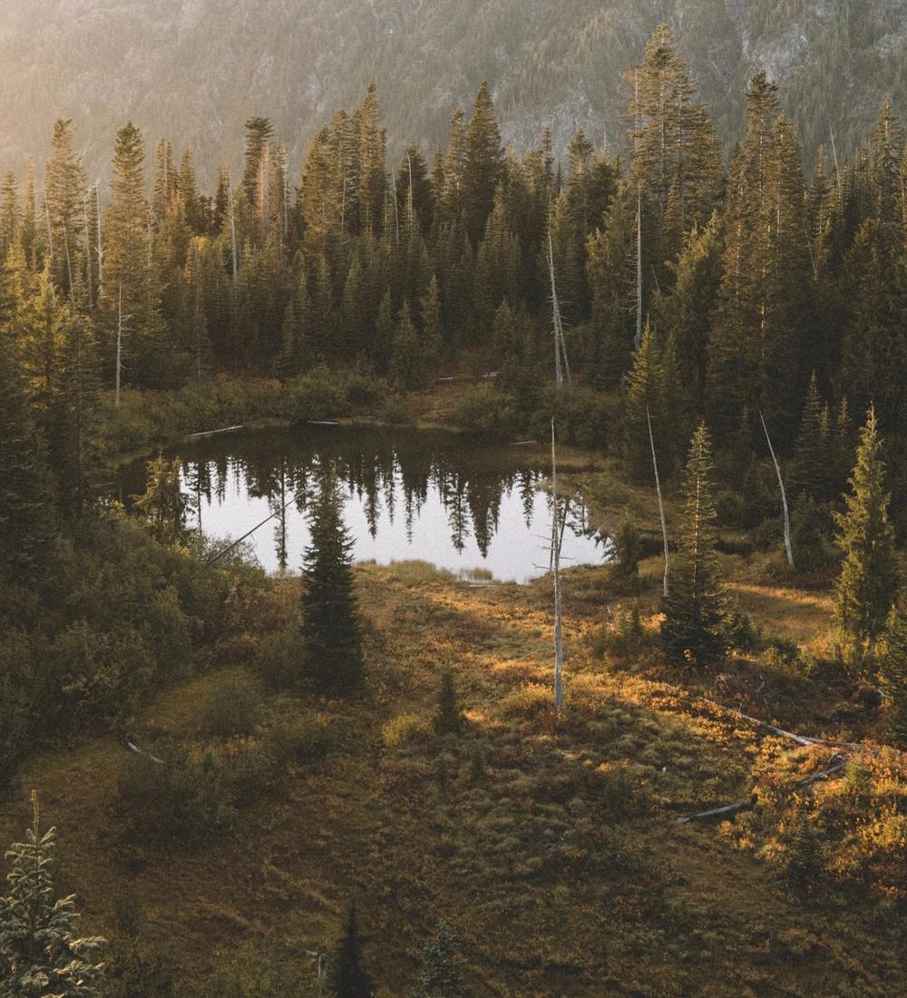 Background for How Love Behaves