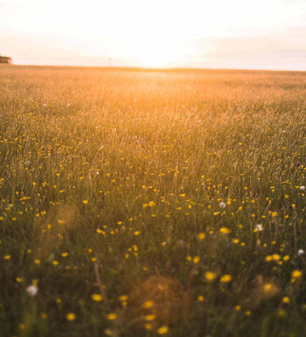 Background for What is Your Purpose for Living?
