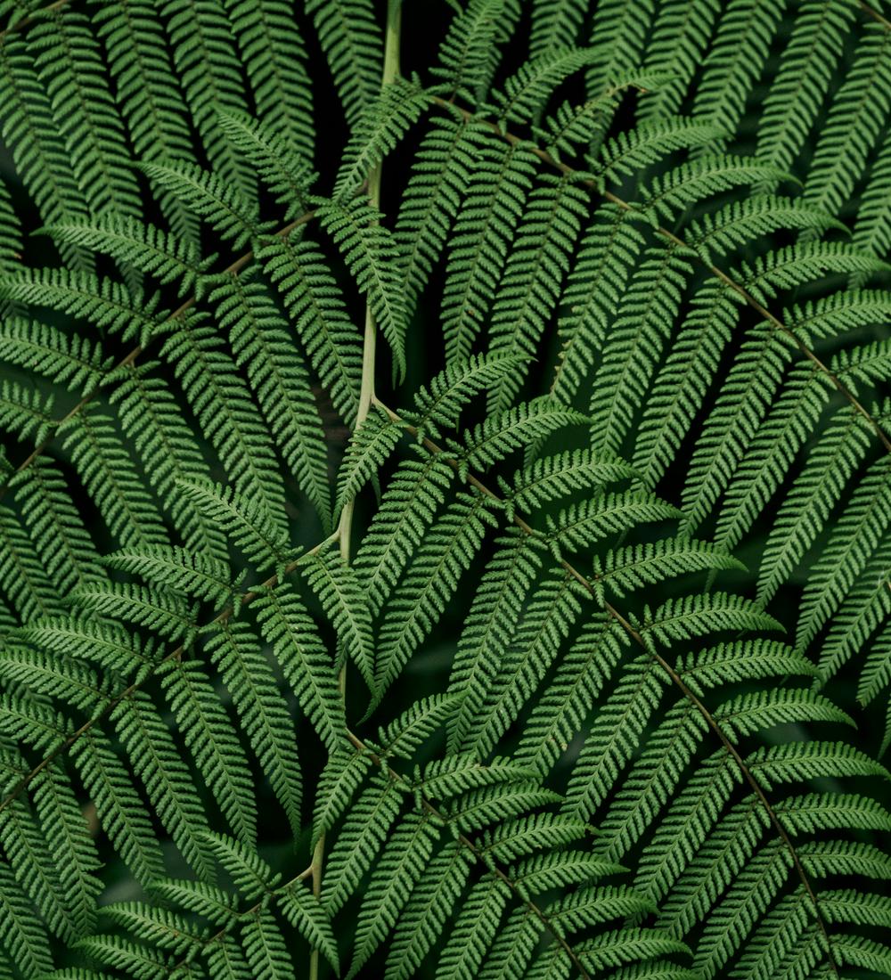 Background for Set Your Face Like Flint