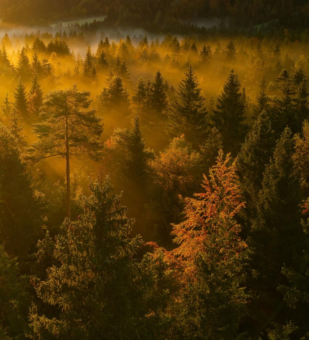 Background for Understanding the Will of God