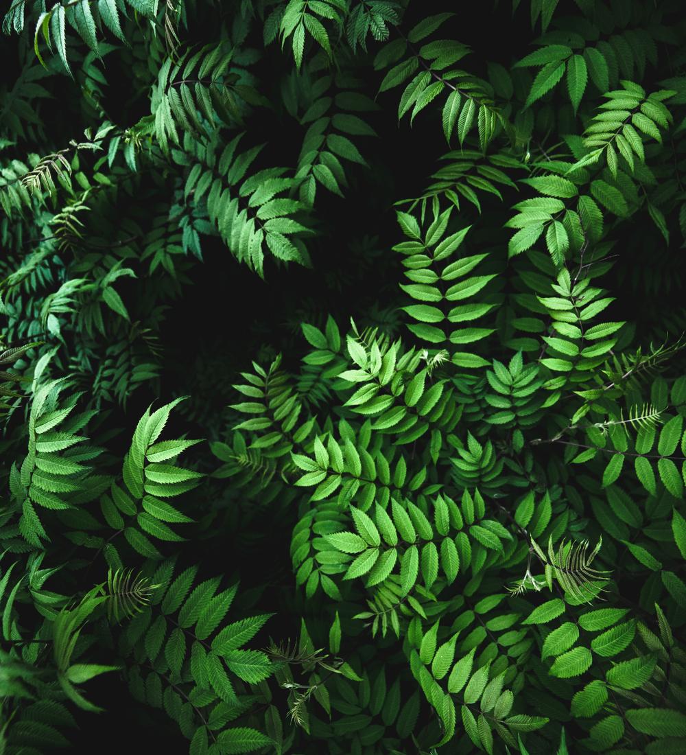 Background for The Love of Self