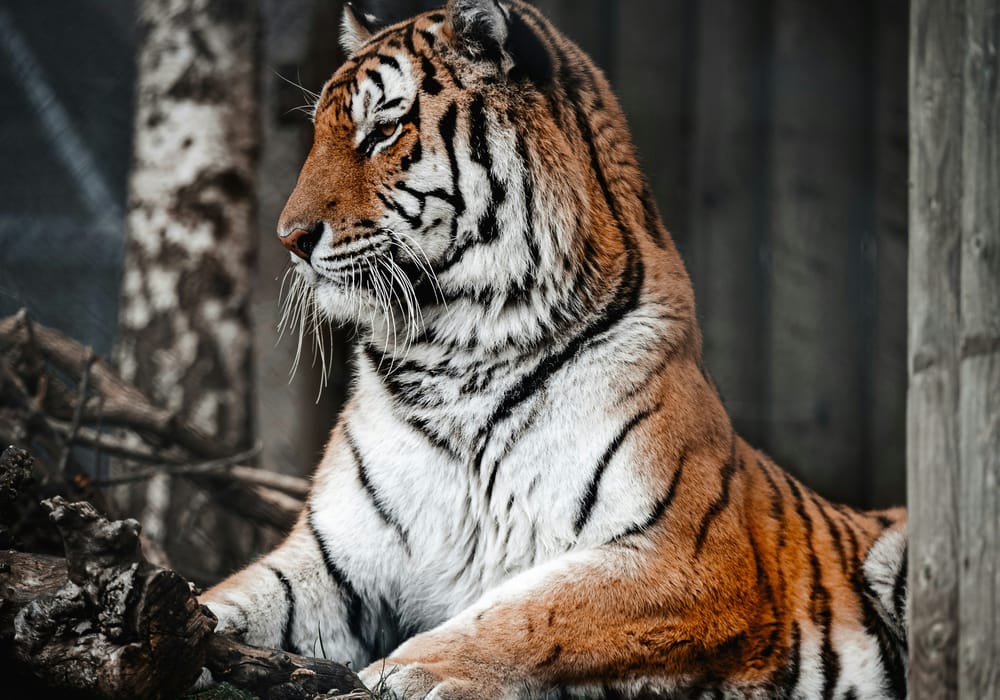 India Secondary Image