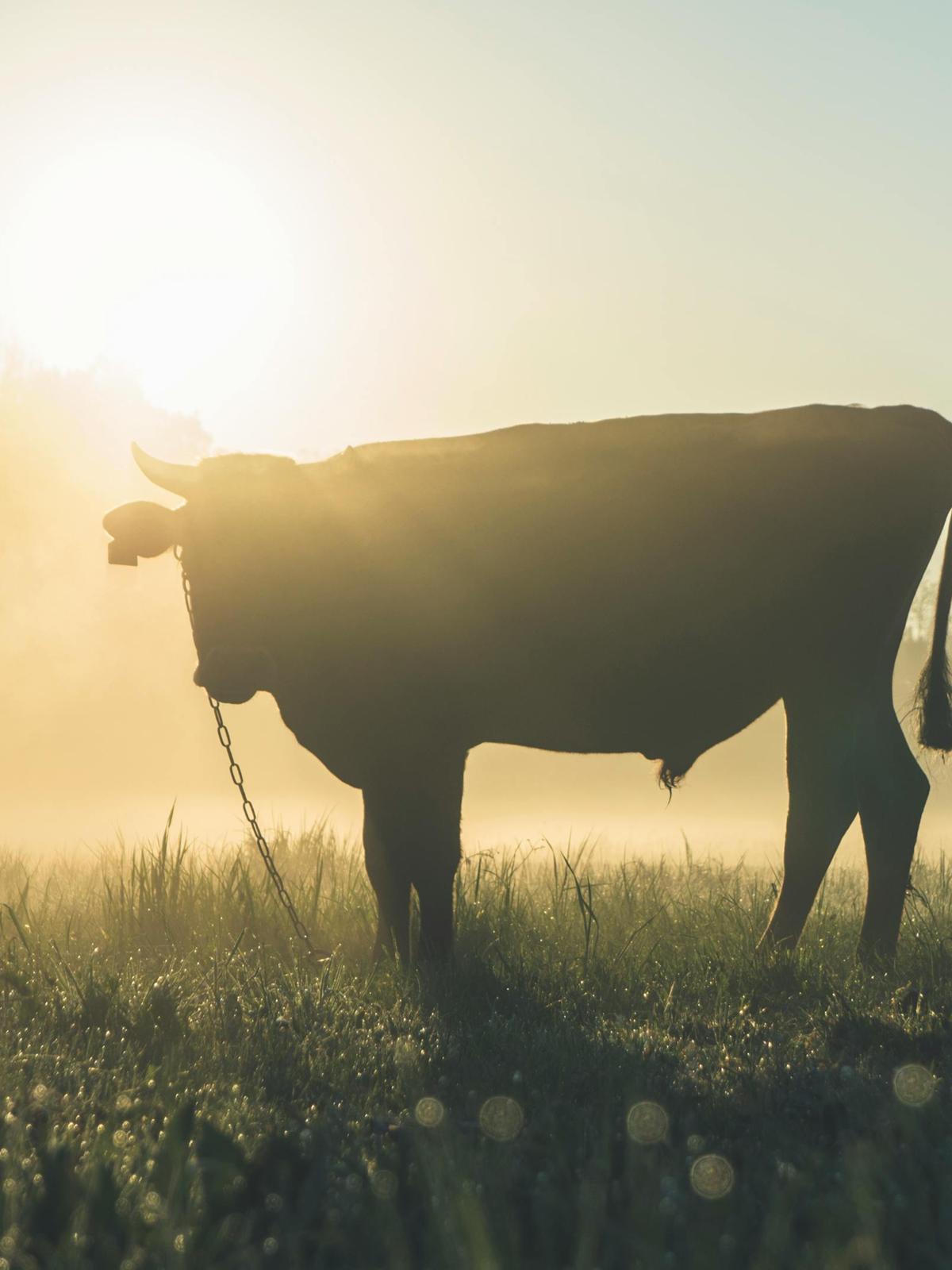 Background for 12 (12 January)