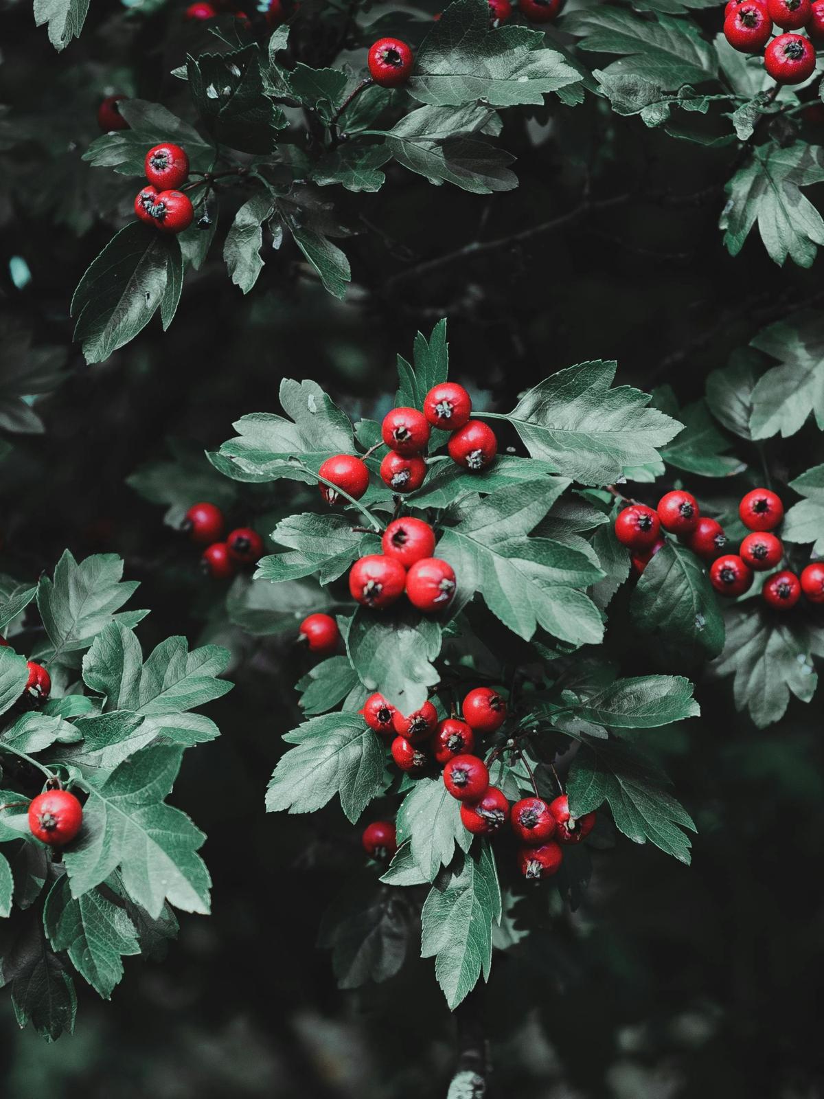 Background for 20 (20 January)