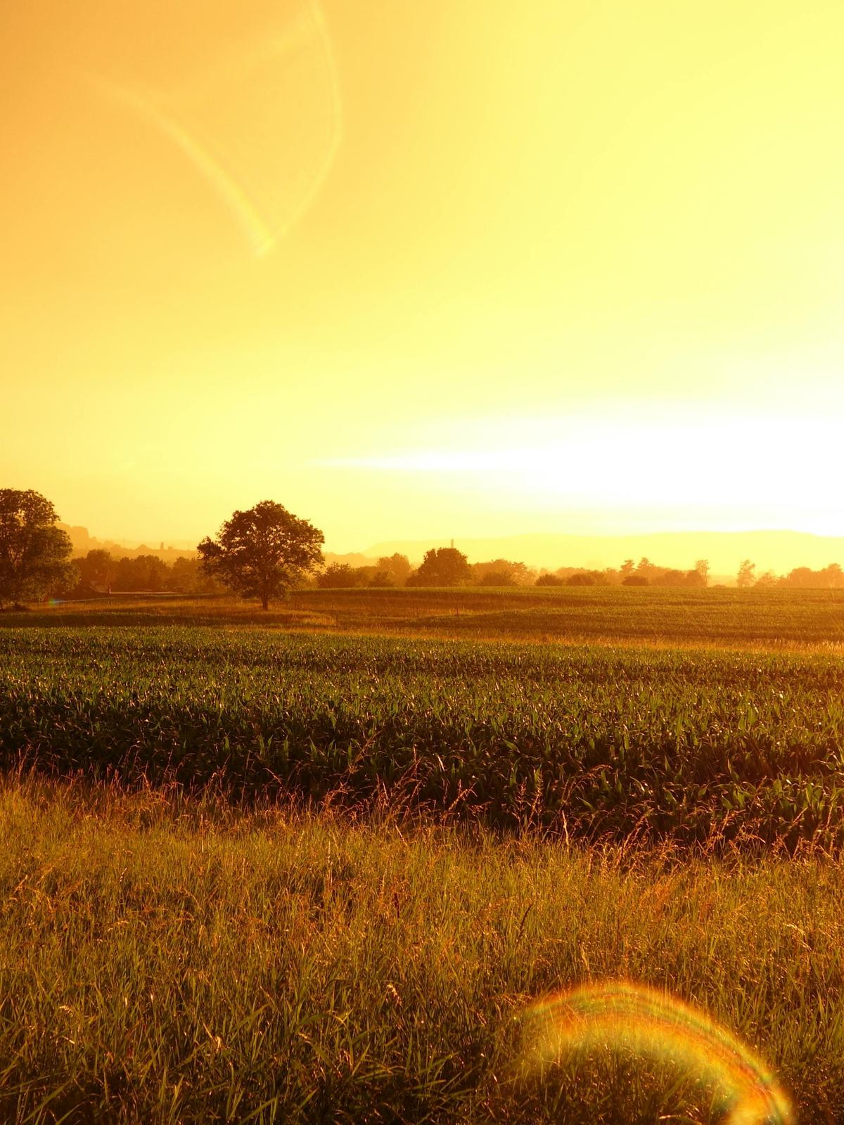 Background for 79 (20 March)