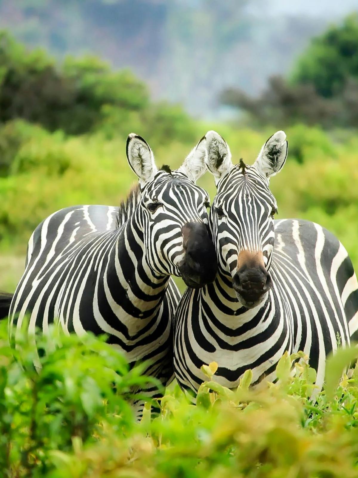 Background for 126 (6 May)