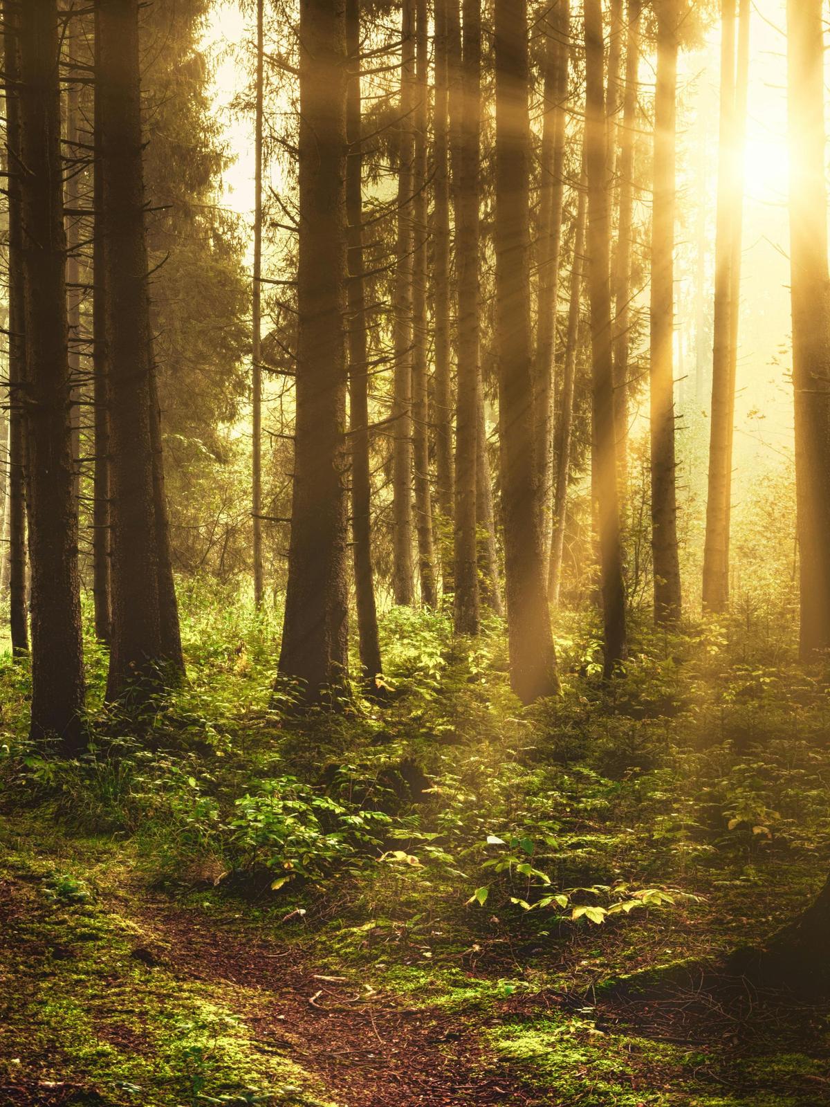 Background for 137 (17 May)