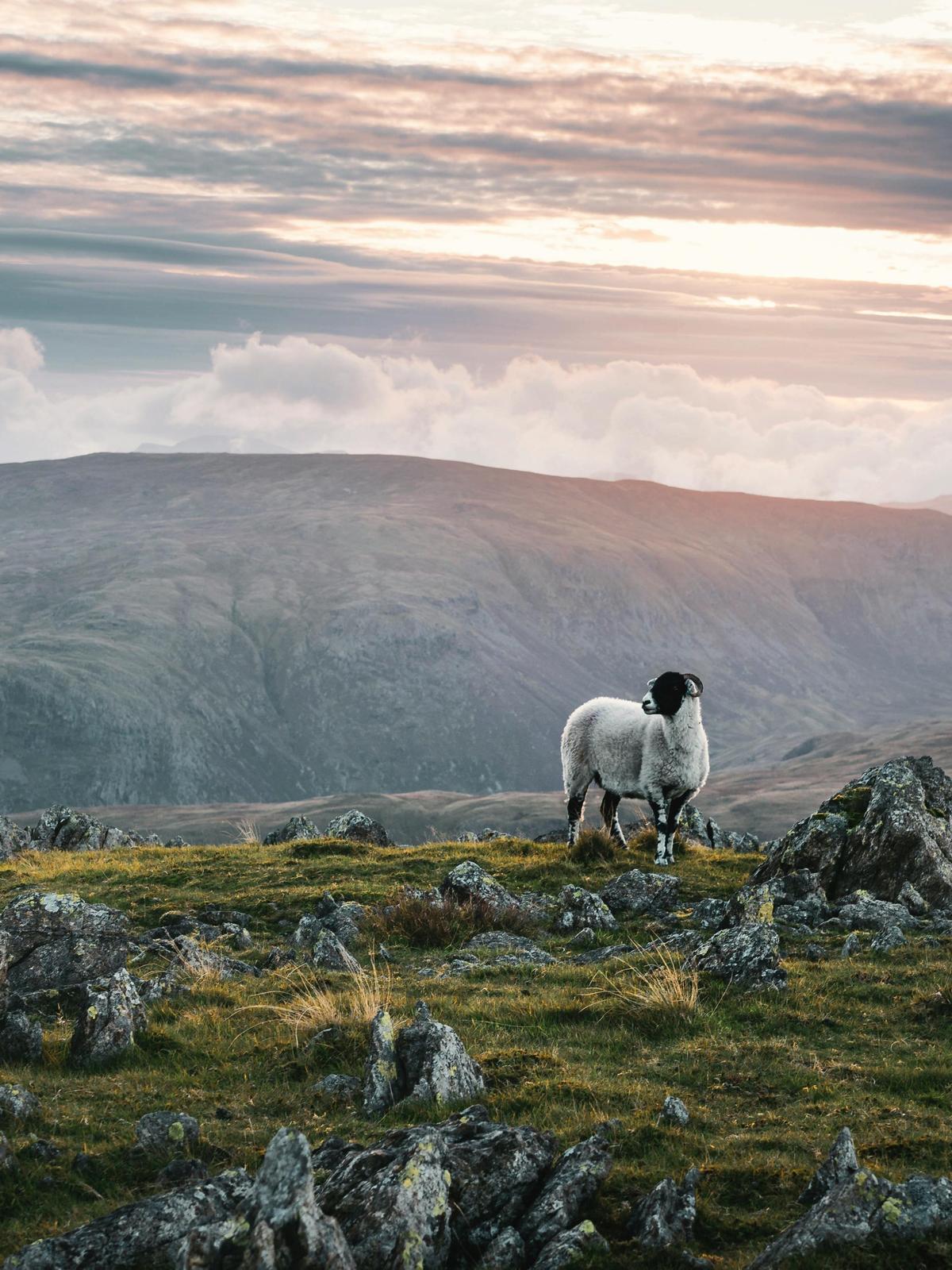 Background for 195 (14 July)