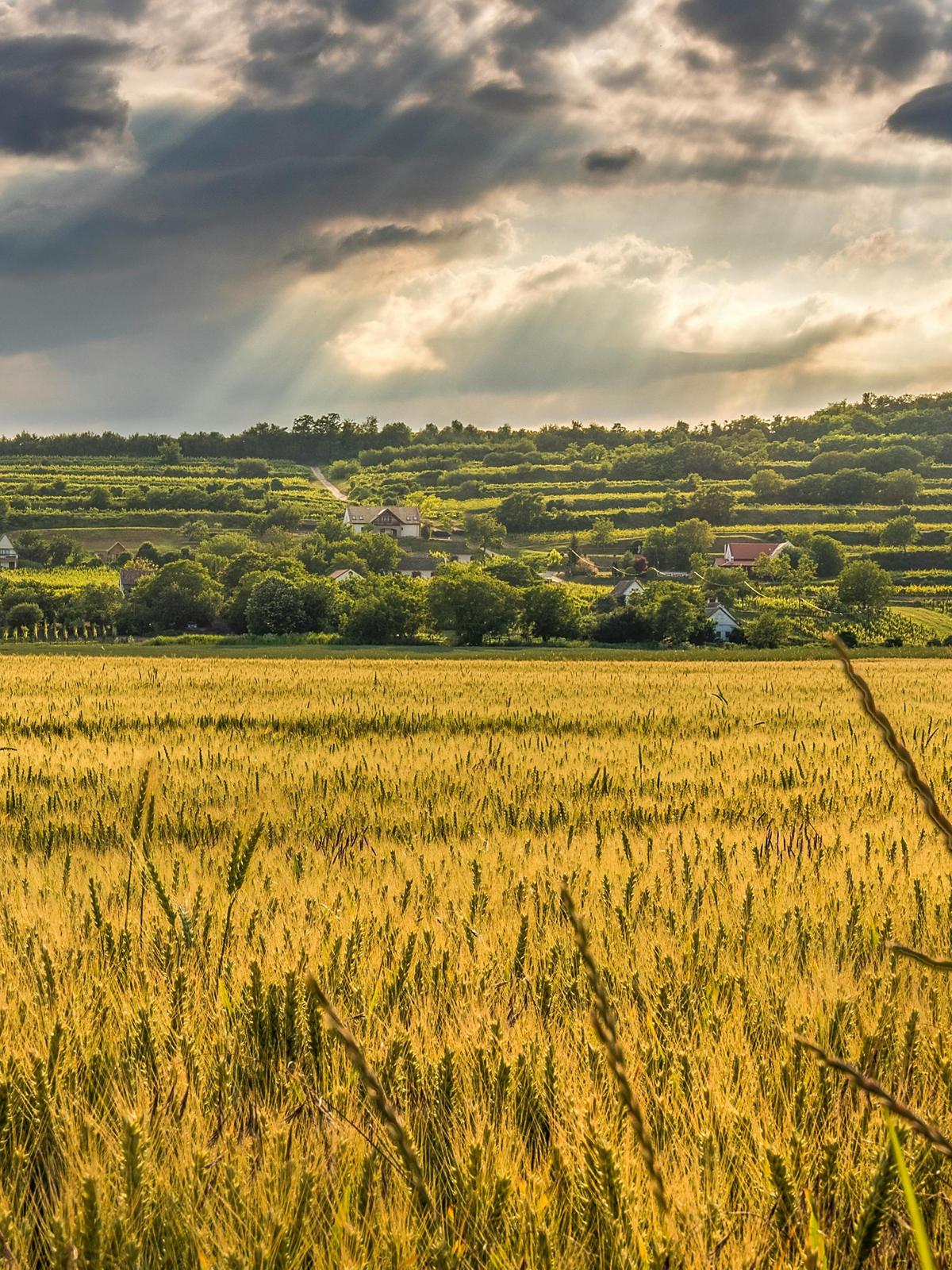 Background for 227 (15 August)