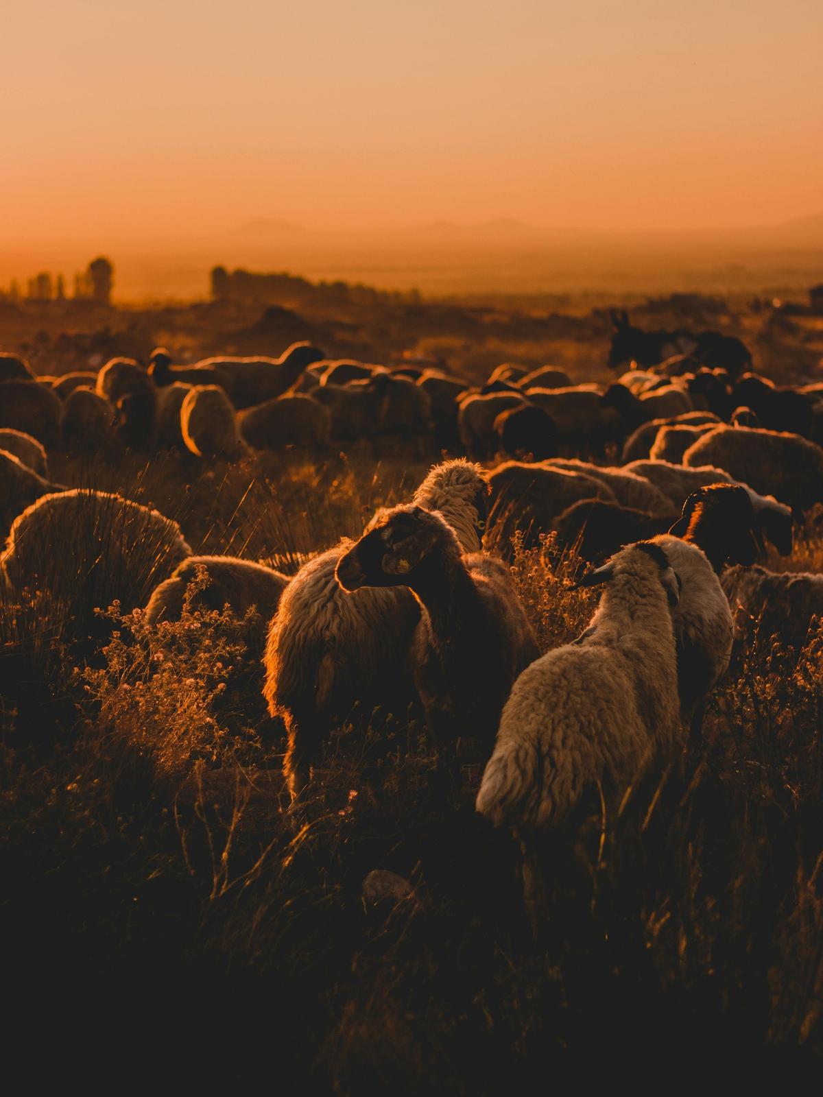 Background for 230 (18 August)