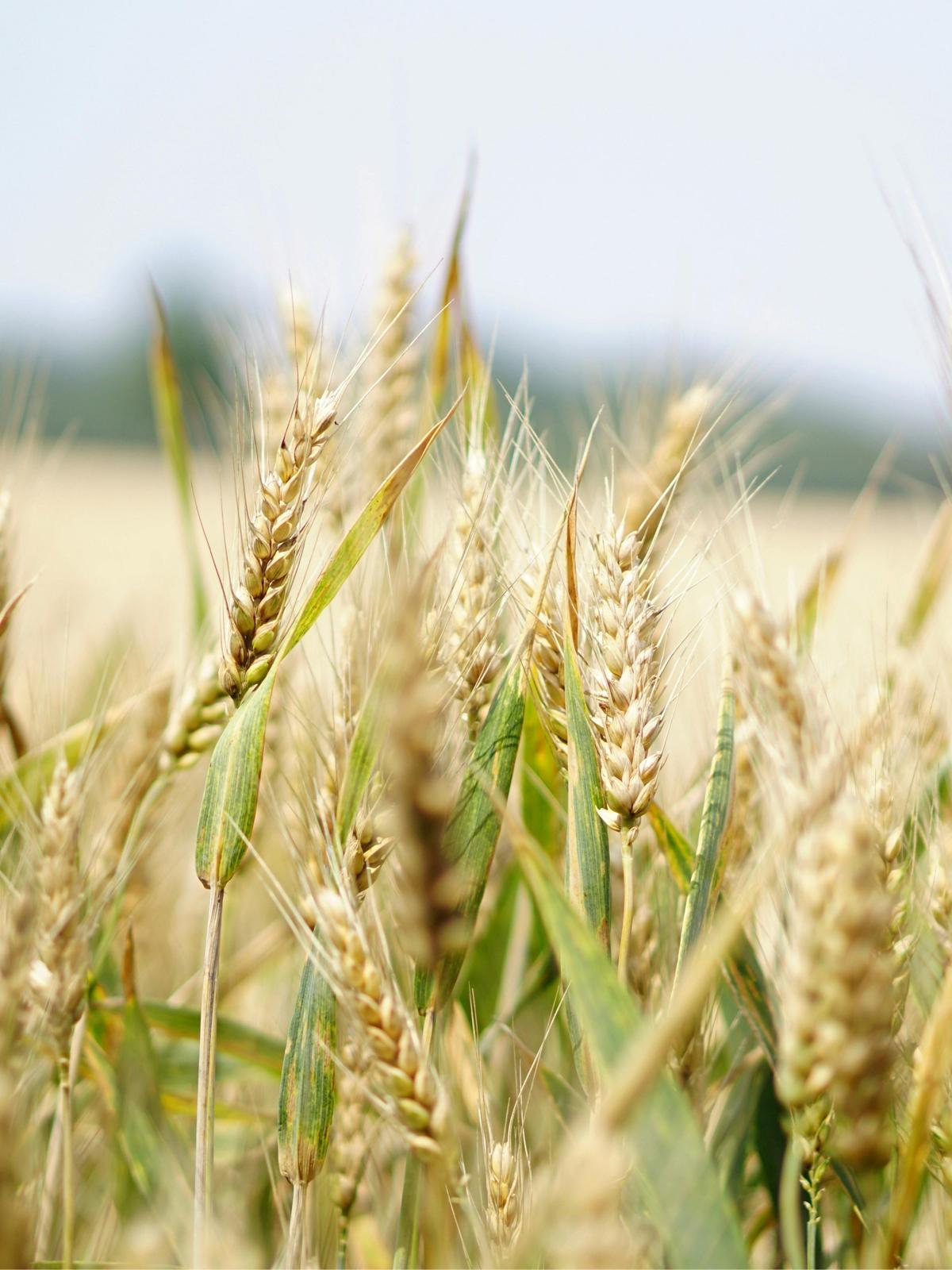 Background for 234 (22 August)