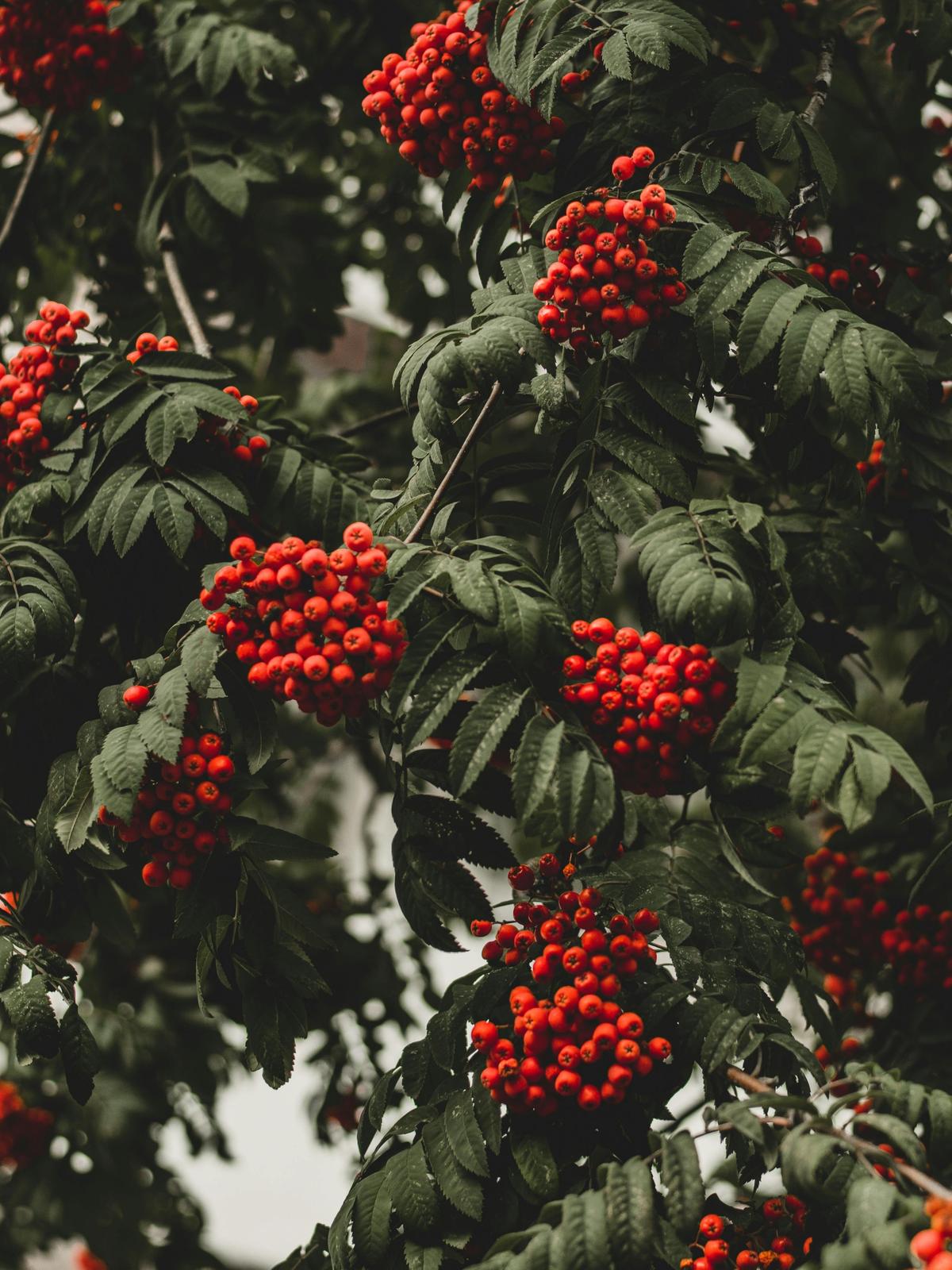 Background for 238 (26 August)