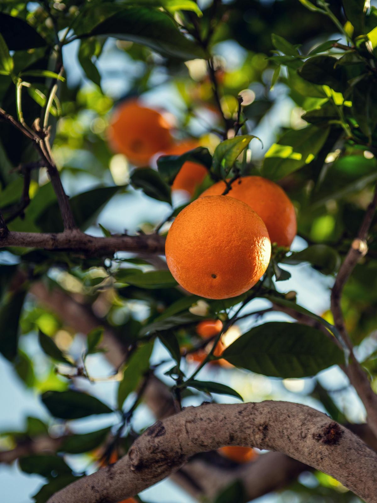 Background for 251 (8 September)