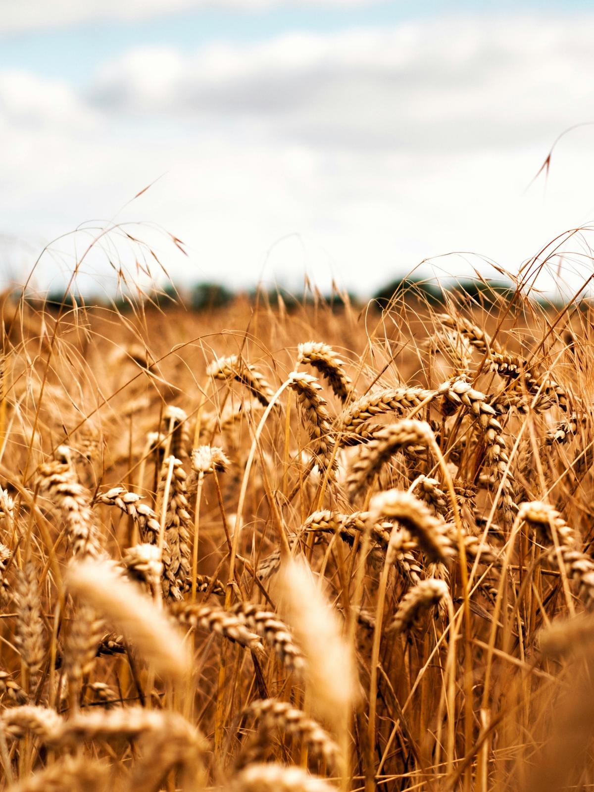 Background for 358 (24 December)