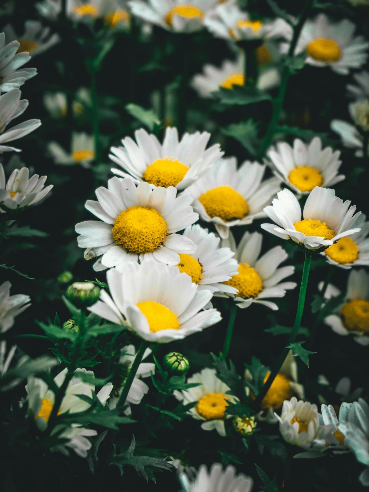 Background for 363 (29 December)