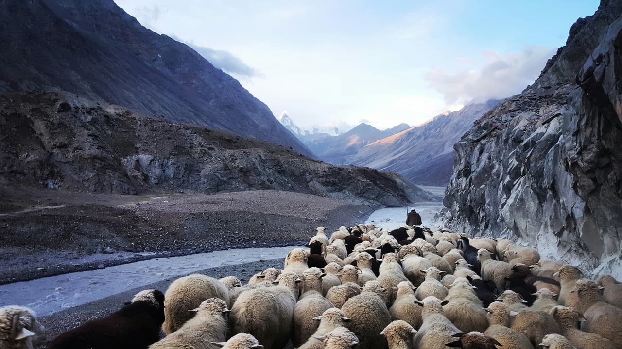 Thumbnail for The Chief Shepherd and His Undershepherds - Part 1