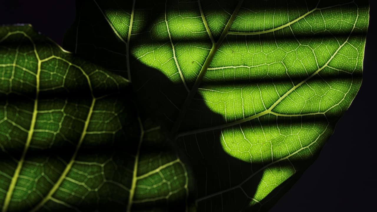 Thumbnail for The Fig Tree and the Vine, Part 2 of 15: Restoration