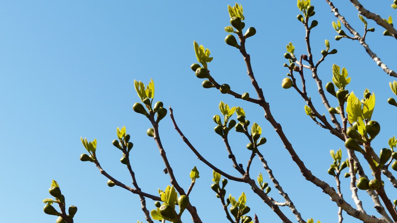 Thumbnail for The Fig Tree, Part 3 of 15: Restoration