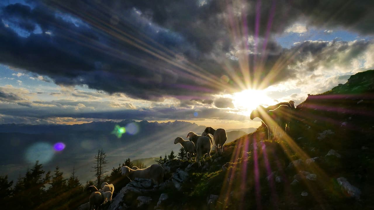 Thumbnail for The One Who is Our Shepherd, Part 8 of 10: God Revealed In His Names