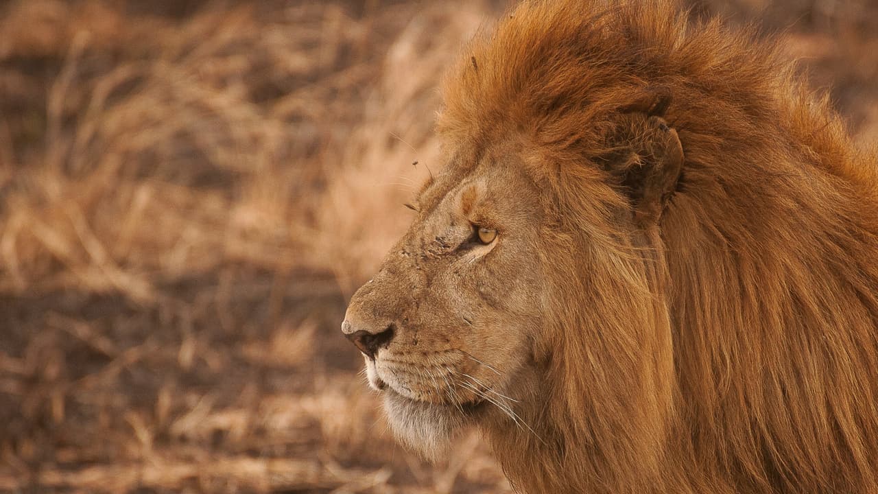 Thumbnail for The Lion of the Tribe of Judah, Part 5 of 10: Titles of Jesus
